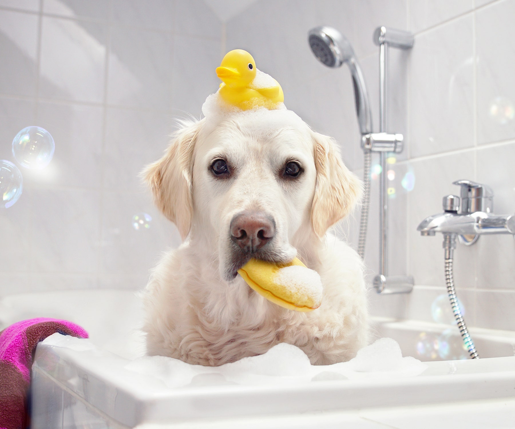 Dog sitting in bathtub with squeaker on his head and sponge in his mouth